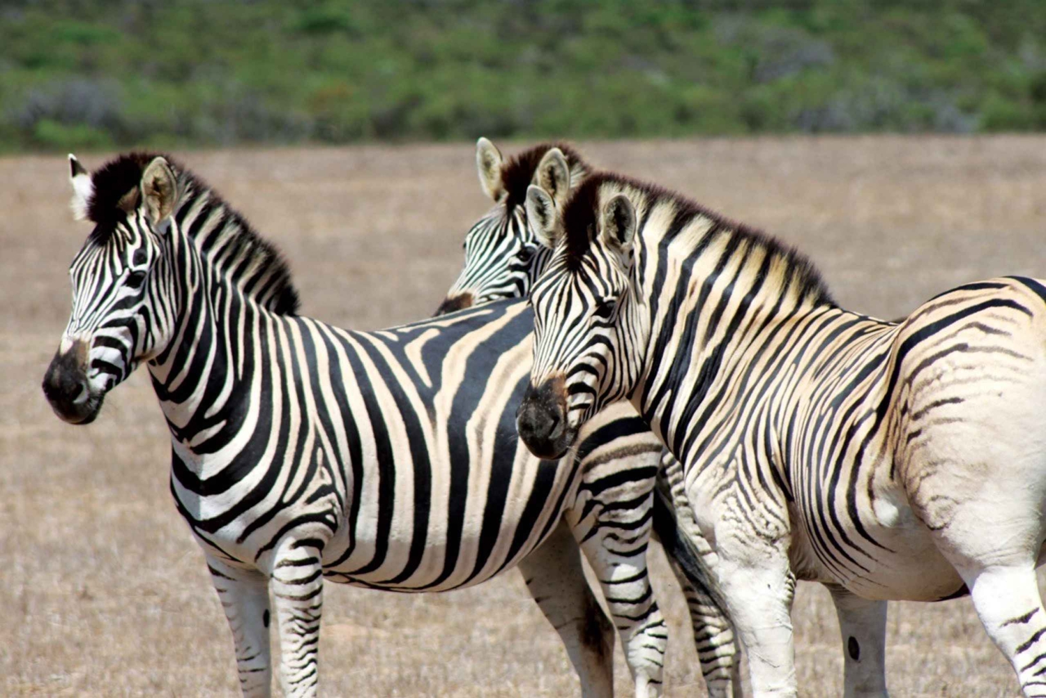 Città del Capo: tour guidato in e-bike safari