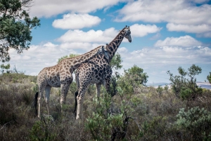 Città del Capo: tour guidato in e-bike safari