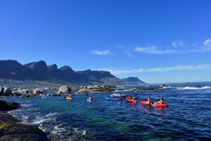 Città del Capo: Tour guidato in kayak delle spiagge di Clifton e della costa