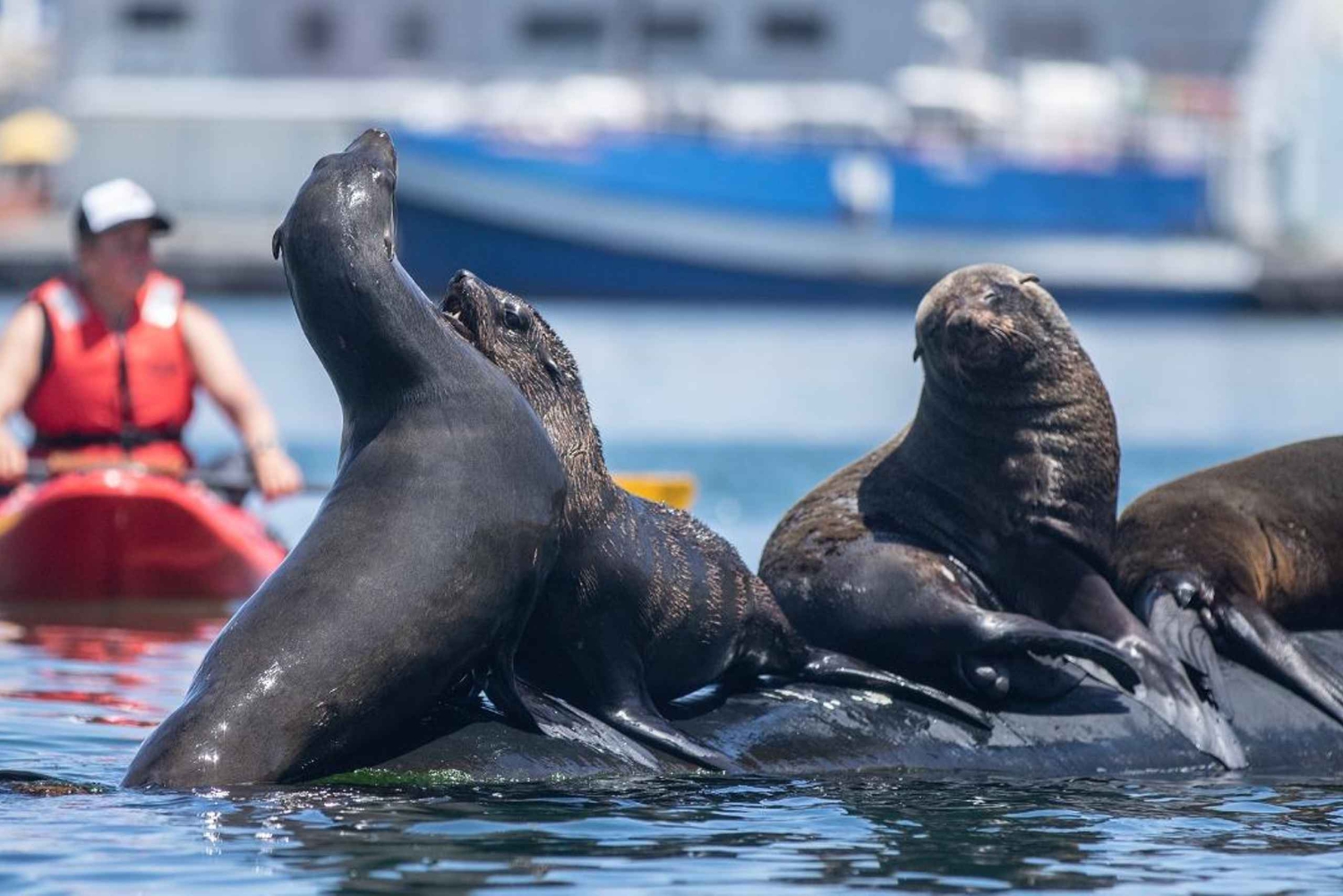 Кейптаун: экскурсия на байдарке с гидом