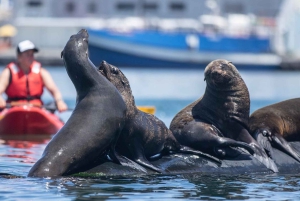Кейптаун: экскурсия на байдарке с гидом