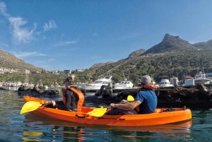 Cape Town: Guided Kayaking in Hout Bay