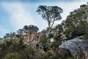 Cape Town: Guided Lion's Head Hike at Sunrise or Sunset