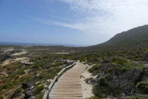 Cape Town: Guided Marine Wildlife Cruise and Cape Point Tour
