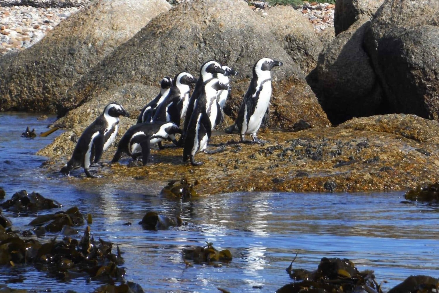 Kapsztad: wycieczka kajakowa z przewodnikiem po Simon's Town