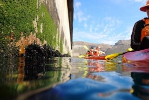 Kapsztad: wycieczka kajakowa z przewodnikiem po Simon's Town