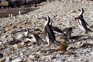 Cape Town: Guided Township Tour with Hotel Pickup