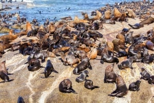 Cape Town: Guided Township Tour with Hotel Pickup