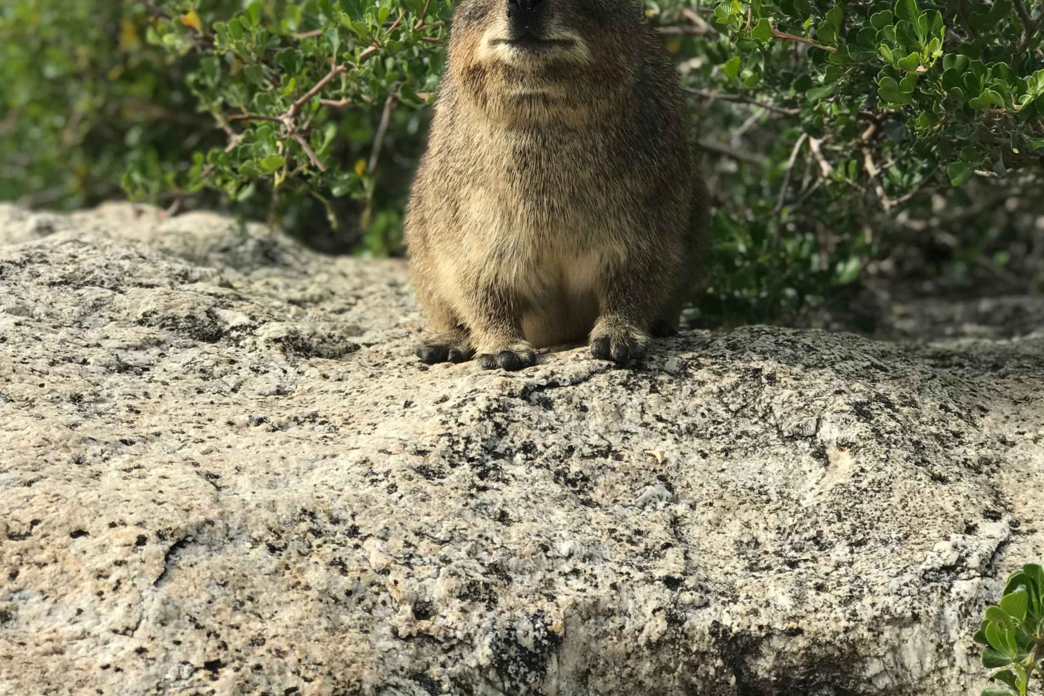 Kapsztad: Półdniowa wycieczka na plażę Boulders i spotkanie z pingwinami
