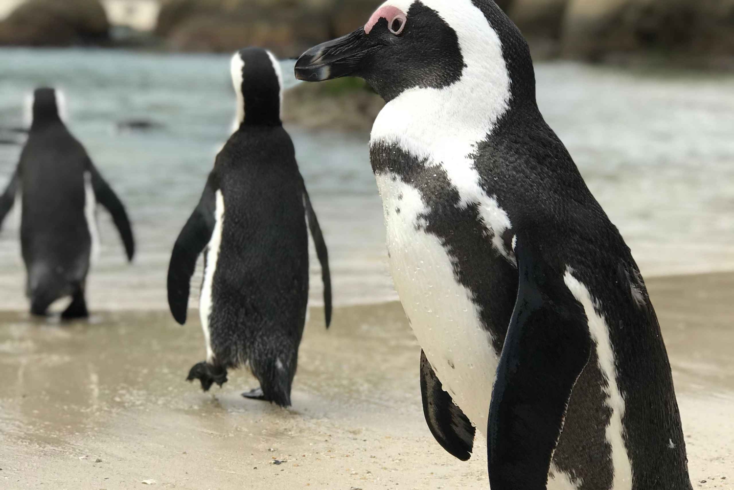 Kapsztad: Półdniowa wycieczka na plażę Boulders i spotkanie z pingwinami
