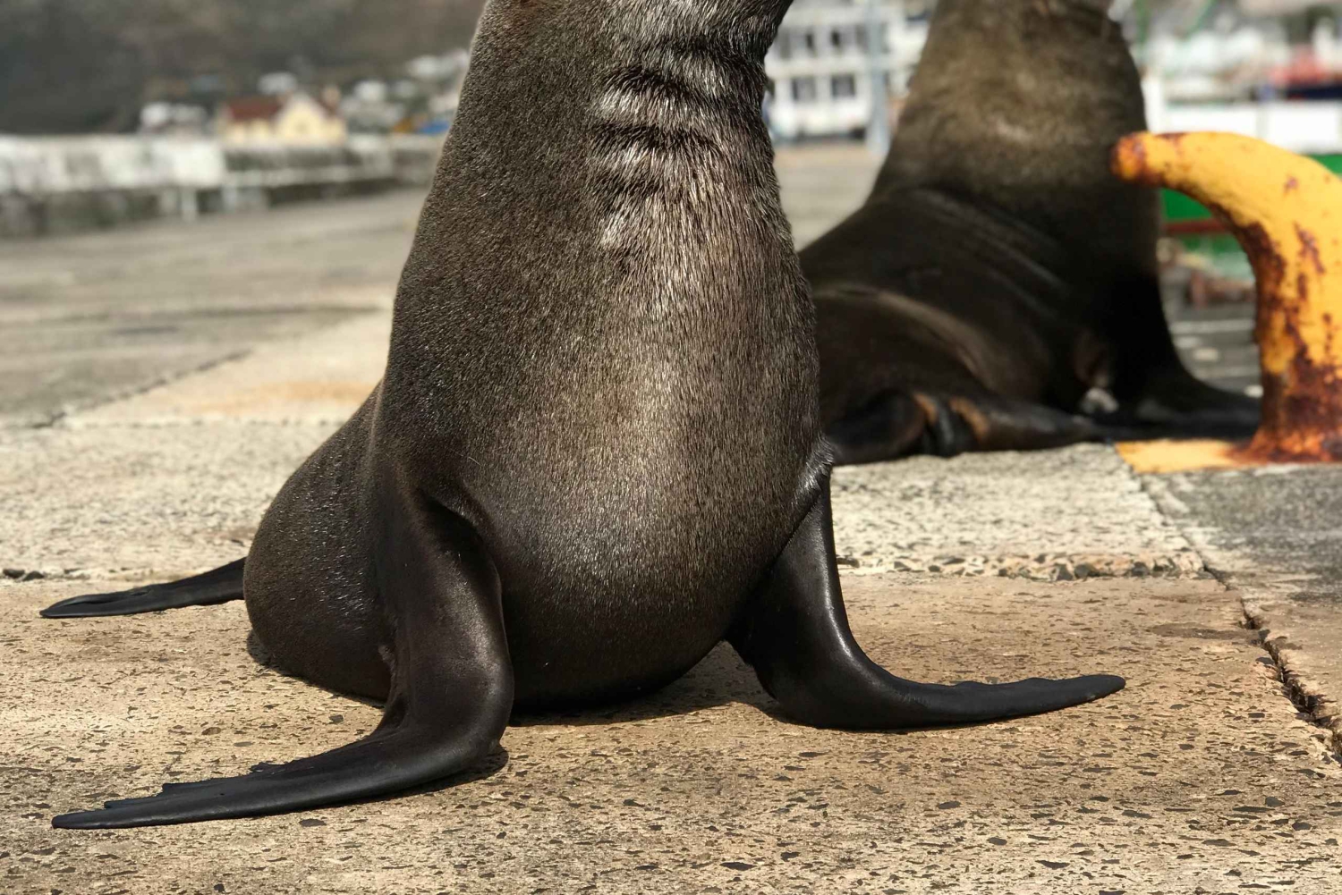 Kapsztad: Półdniowa wycieczka na plażę Boulders i spotkanie z pingwinami