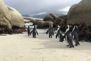 Kapsztad: Półdniowa wycieczka na plażę Boulders i spotkanie z pingwinami