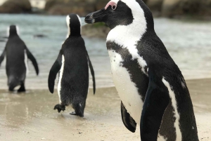 Kapsztad: Półdniowa wycieczka na plażę Boulders i spotkanie z pingwinami