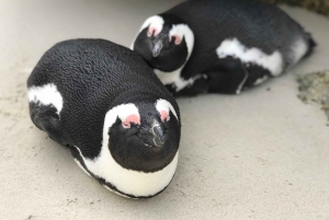 Kapsztad: Półdniowa wycieczka na plażę Boulders i spotkanie z pingwinami