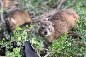 Kapsztad: Półdniowa wycieczka na plażę Boulders i spotkanie z pingwinami