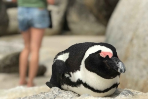 Kapsztad: Półdniowa wycieczka na plażę Boulders i spotkanie z pingwinami