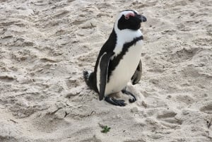Cape Town: Half-Day Cape Peninsula Shairing Group Tour .
