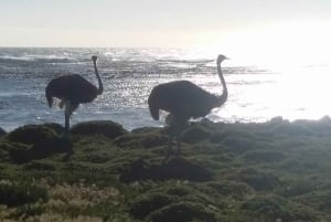 Cape Town: Half-Day Cape Peninsula Shairing Group Tour .