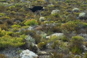 Kapsztad: Półdniowa wycieczka grupowa na Półwysep Przylądkowy.