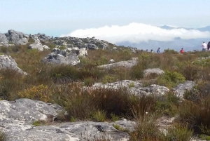 Kapsztad: Półdniowa wycieczka grupowa na Półwysep Przylądkowy.