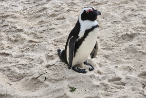 Kapsztad: Półdniowa wycieczka grupowa na Półwysep Przylądkowy.