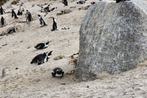 Cidade do Cabo: excursão de meio dia pela Península do Cabo com pinguins privados