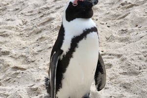 Cidade do Cabo: excursão de meio dia pela Península do Cabo com pinguins privados