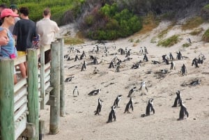 Cidade do Cabo: excursão de meio dia pela Península do Cabo com pinguins privados
