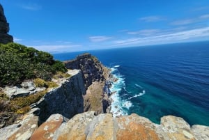 Cidade do Cabo: excursão de meio dia pela Península do Cabo com pinguins privados