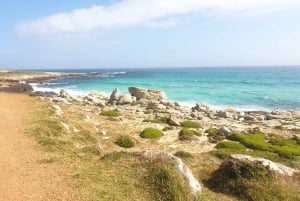 Cidade do Cabo: excursão de meio dia pela Península do Cabo com pinguins privados