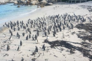 Cidade do Cabo: excursão de meio dia pela Península do Cabo com pinguins privados