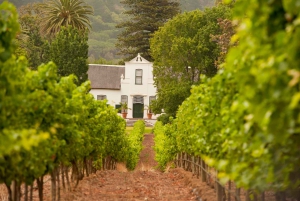 Cidade do Cabo: excursão privada de meio dia ao vinho