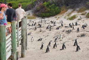 Cape Town: Half-Day Cape Peninsula Shairing Group Tour .