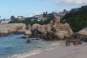 Cape Town: Half-Day Cape Peninsula Shairing Group Tour .