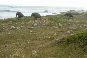 Cape Town: Half-Day Cape Peninsula Shairing Group Tour .