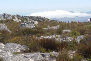 Cape Town: Half-Day Cape Peninsula Shairing Group Tour .