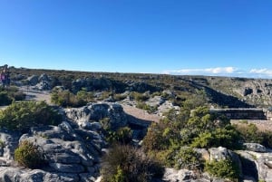 Cape Town: Half-day Table Mountain Hiking Private Tour