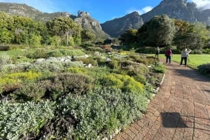 Città del Capo: mezza giornata alla Table Mountain e ai giardini di Kirstenbosch