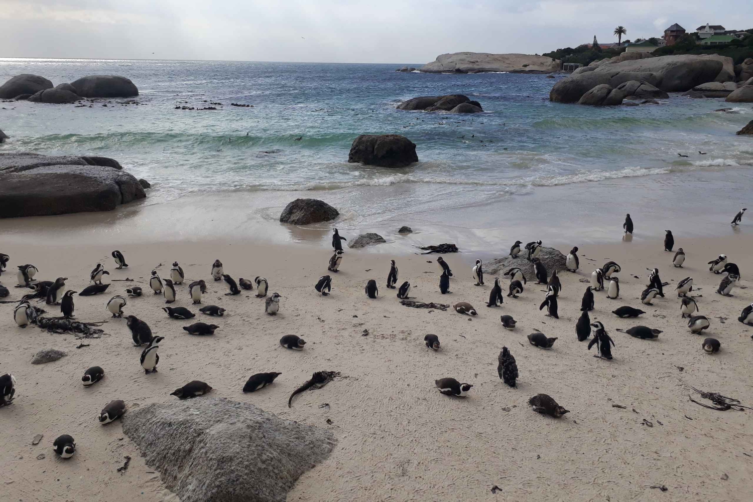 Cidade do Cabo: Passeio de meio dia com pinguins africanos