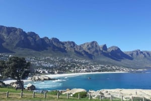Kapstaden: Halvdagstur med afrikanska pingviner
