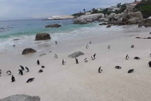 Kapsztad: Półdniowa wycieczka z afrykańskimi pingwinami