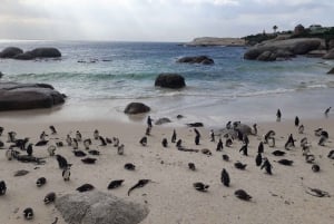 Le Cap : demi-journée de visite des pingouins africains