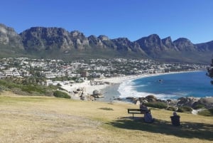 Cape Town: Halvdagstur med afrikanske pingviner