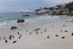 Cidade do Cabo: Passeio de meio dia com pinguins africanos