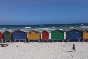 Cidade do Cabo: Passeio de meio dia com pinguins africanos