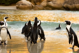 Kapstadt: Hubschrauberflug, Oldtimer-Fahrt und Mittagessen