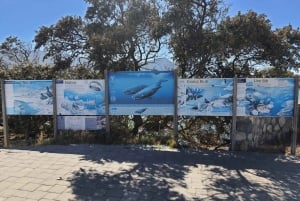 Kapstaden: Hermanus valskådning med delad båt och pingviner