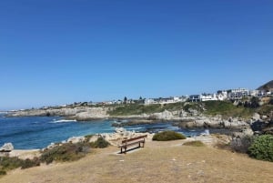 Kapstaden: Hermanus valskådning med delad båt och pingviner