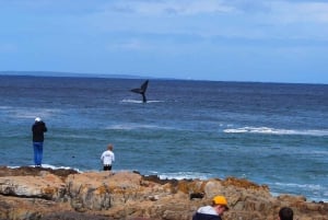 Kapstaden: Hermanus valskådning med delad båt och pingviner