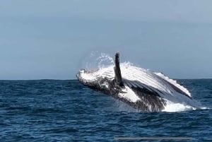 Kapstaden: Hermanus valskådning med delad båt och pingviner